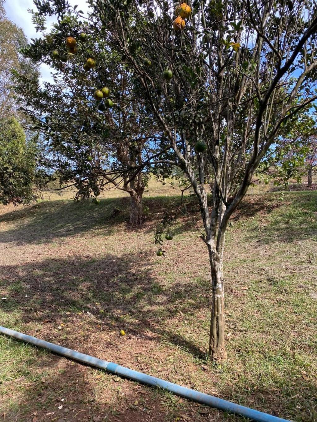 Primeira dica